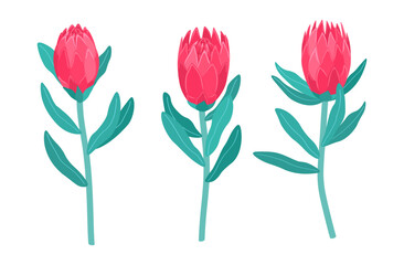 Set red protea flowers drawn in flat style