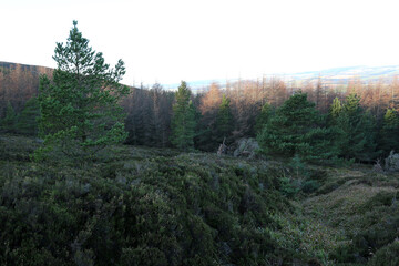 Walking trail leading to Bennachie - From Pitcaple - Aberdeenshire - Scotland - UK