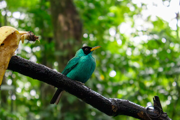 Mielero esmeralda