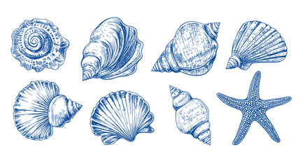 Minimalist seashells png illustration collection. Art for greeting cards, wedding invitations, poster design, postcards, branding, logo design, transparent background