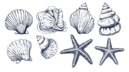 Minimalist seashells png illustration collection. Art for greeting cards, wedding invitations, poster design, postcards, branding, logo design, transparent background