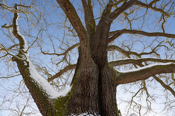 Im Gothaer Park Eichengigant gen Himmel