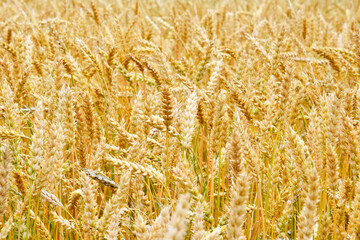 photo on the field of ripe wheat