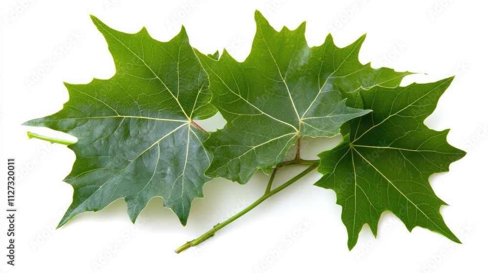 Poster macro shot of fresh green leaves branch isolated on white background highlighting texture and detail