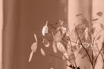 Close-up of dried translucent leaves of Lunaria plant in soft warm lighting, creating a minimalist...