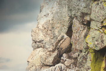 Griffon vulture (Gyps fulvus) perched on rocks, in Monfragüe natural park, Extremadura, Spain.