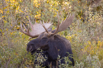 Bull Moose During the Rut in Wyoming in Autumn