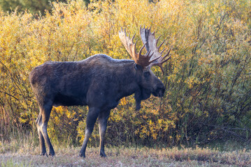 Bull Moose During the Rut in Wyoming in Autumn