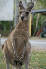 CANGURO AUSTRALIA FOTOGRAFIA ANIMAL