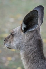 Fototapeta premium CANGURO AUSTRALIA FOTOGRAFIA ANIMAL