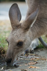 CANGURO AUSTRALIA FOTOGRAFIA ANIMAL