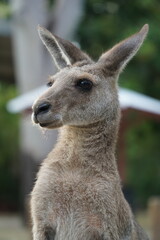 CANGURO AUSTRALIA FOTOGRAFIA ANIMAL