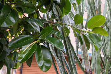 Branch of Ficus elastica with young leaves outdoors close-up