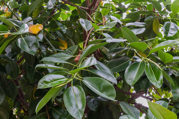 Branches of Ficus elastica tree with young leaves outdoors