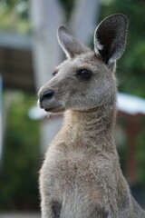 CANGURO AUSTRALIA FOTOGRAFIA ANIMAL