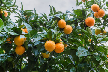Tangerine tree with ripening fruits after a rain against sky