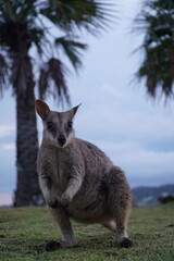 CANGURO AUSTRALIA FOTOGRAFIA ANIMAL