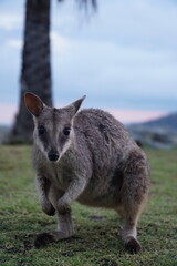 CANGURO AUSTRALIA FOTOGRAFIA ANIMAL