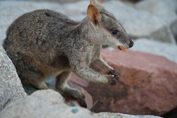 Fototapeta premium CANGURO AUSTRALIA FOTOGRAFIA ANIMAL