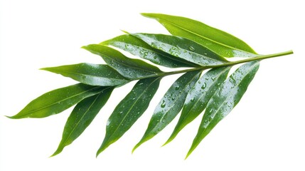 Vibrant green pineapple leaf with water droplets isolated on a white background showcasing natural textures and freshness.