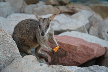 CANGURO AUSTRALIA FOTOGRAFIA ANIMAL