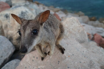 CANGURO AUSTRALIA FOTOGRAFIA ANIMAL