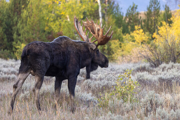 Bull Moose During the Rut in Wyoming in Autumn