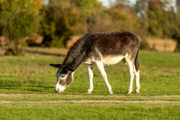 Donkey grazing peacefully in a lush green field during a sunny afternoon