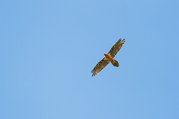 adult bearded vulture, lammergeier (gypaetus barbatus) in flight
