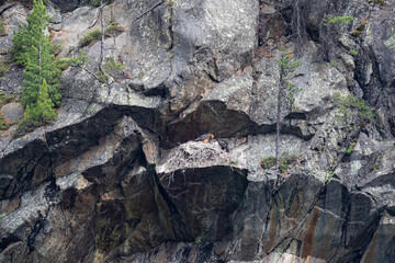 adult and juvenile bearded vulture, lammergeier (gypaetus barbatus) at the aerie in a cliff in Austria