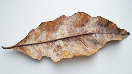 Dry leaf showcasing intricate natural patterns reflecting the effects of diseases and disorders on plant life and foliage health.