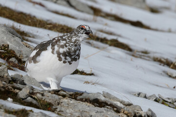 Calling adult male rock ptarmigan (lagopus muta, ssp helvetica) in transient plumage