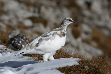 adult male rock ptarmigan (lagopus muta, ssp helvetica) in transient plumage
