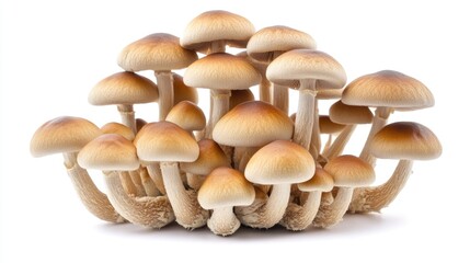 Fototapeta premium Dried Psilocybe Cubensis Mushrooms Cluster on White Background for Natural Health and Botanical Studies