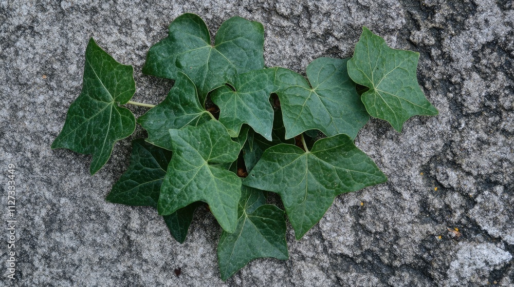 Poster ivy leaves resting on a textured stone surface creating a natural and organic backdrop for design an