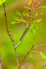A small blue and black caterpillar is crawling up a green leaf
