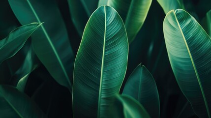 Macro shot of lush green leaves displaying intricate textures and vibrant colors in a natural setting for nature backgrounds and designs