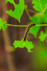 A caterpillar is crawling on a leaf