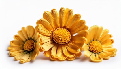 yellow chrysanthemum flower