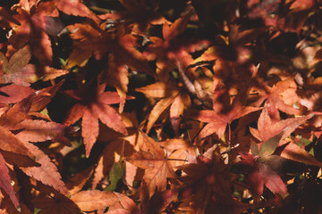 Golden autumn leaves