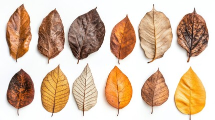 Diverse collection of dried leaves showcasing natural textures and intricate patterns from various environmental impacts and seasonal changes.