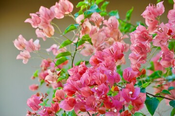A serene scene of nature's artistry, with pink flowers blooming amidst lush greenery