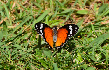 Female Hypolimnas misippus, the Danaid eggfly butterfly, also known as mimic and diadem, in...