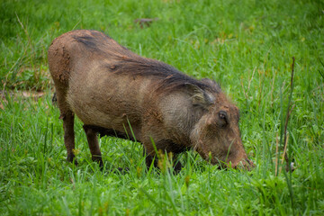 A warthog in a nature reserve in Zimbabwe