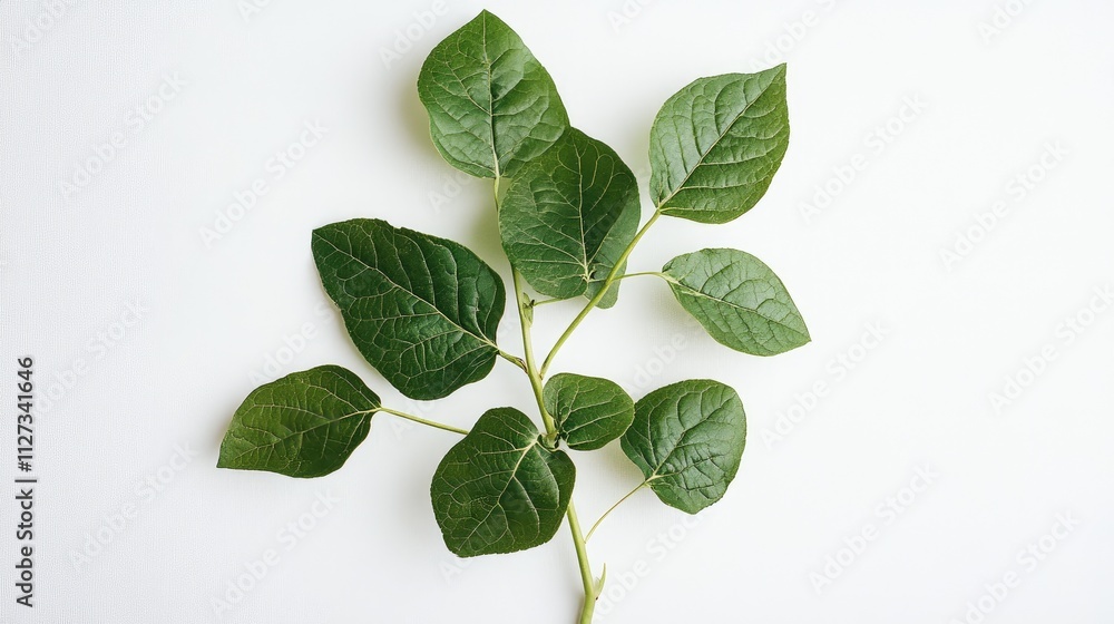 Poster fresh green leaves arranged on a pristine white background symbolizing nature and tranquility in des