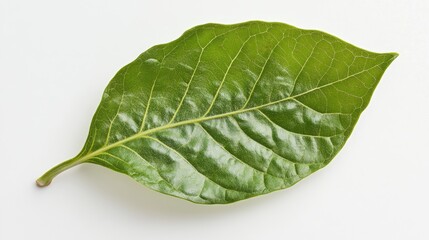 Obraz premium Fresh Green Leaf on White Background Ideal for Nature and Organic Themes