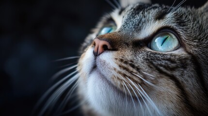 Cat looking upwards with striking blue eyes in a dark background environment