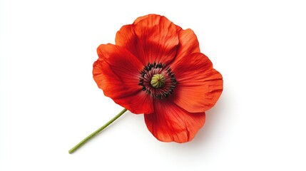 Obraz premium Vivid single red flower with delicate petals showcasing natural beauty on a clean white background ideal for design and decoration projects