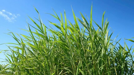 Naklejka premium Lush green rush reeds swaying under a clear blue sky with scattered clouds creating a serene natural landscape backdrop