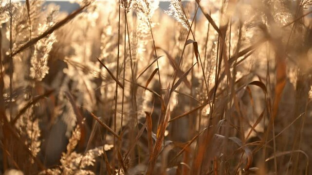 Pampas grass outdoor, common reed or Phragmites australis in light pastel colors, 4K